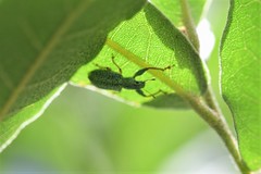 Hadromeropsis scintillans