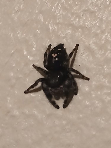 Bold Jumping Spider