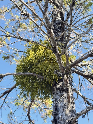 Incense cedar mistletoe (Phoradendron libocedri)