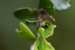 Odontocorynus tectus