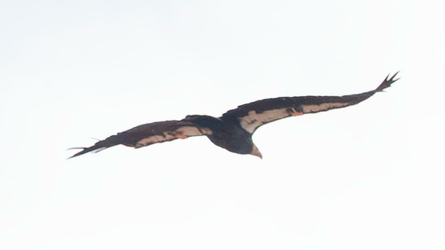 California Condor
