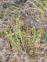 Lindsaea linearis, photograph author not stated, no rights reserved