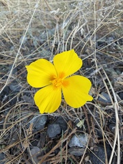 Eschscholzia caespitosa