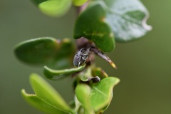 Odontocorynus tectus