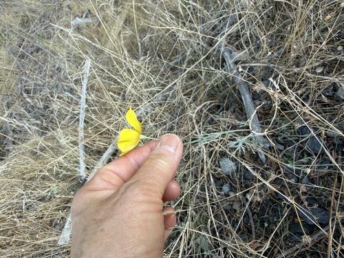 Eschscholzia caespitosa, photograph 2