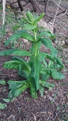 Frasera caroliniensis