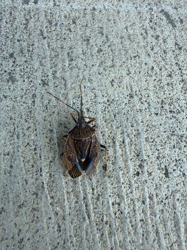 Brown Shield Bug