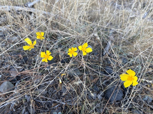 Eschscholzia caespitosa, photograph 3