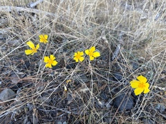 Eschscholzia caespitosa, photograph (c) Dee Shea Himes, some rights reserved (CC BY)