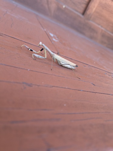 Asian Jumping Mantis