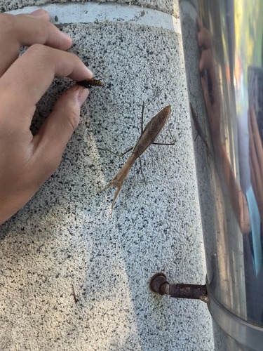 Chinese Mantis