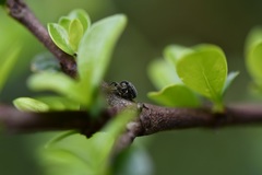 Odontocorynus tectus