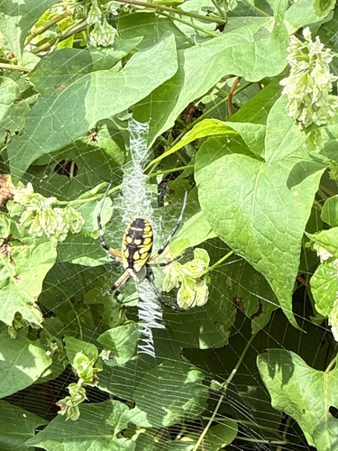 Yellow Garden Spider