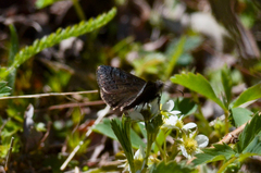 Erynnis brizo