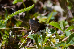 Erynnis brizo