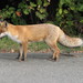 European Red Fox - Photo (c) Bernd Blumhardt, some rights reserved (CC BY-SA)