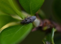 Odontocorynus tectus