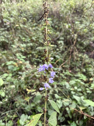 tall bellflower