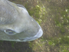 Acanthopagrus australis