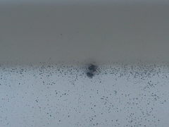 Anthrenus pimpinellae