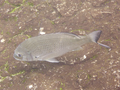 Acanthopagrus australis
