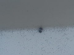 Anthrenus pimpinellae