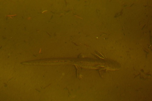 Western Tiger Salamander