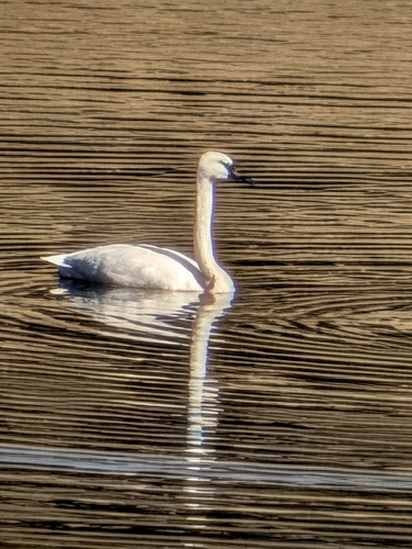 Trumpeter Swan