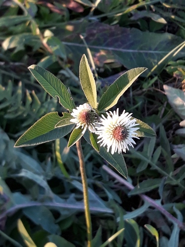 Mountain Clover