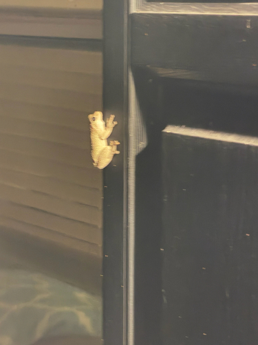 Cope's Gray Tree Frog