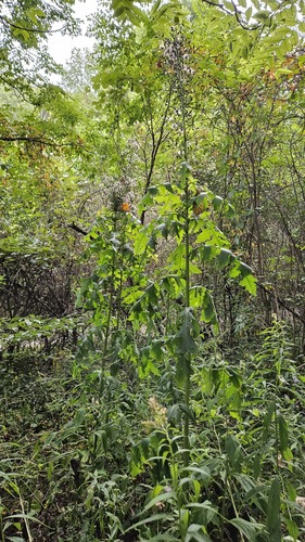 Lactuca biennis