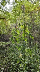 Lactuca biennis