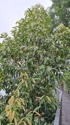Calophyllum soulattri observed 2026-09-21