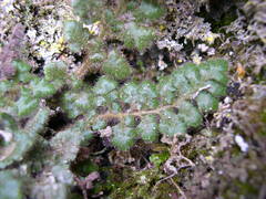 Asplenium hispanicum