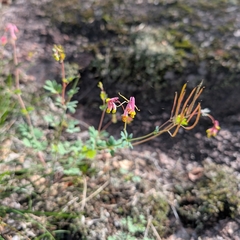 Capnoides sempervirens, photograph (c) Jon, some rights reserved (CC BY)
