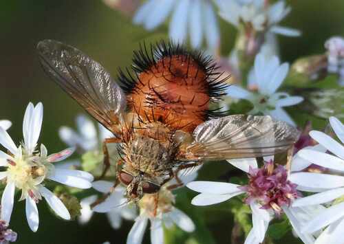 Hystricia abrupta