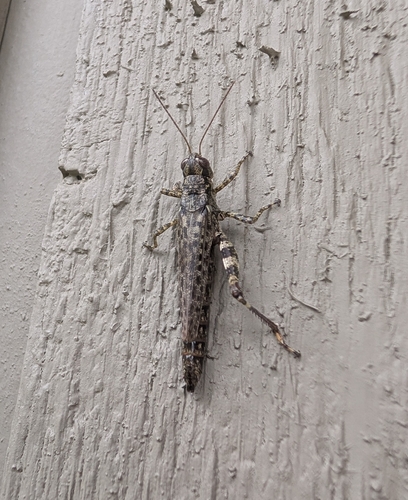 Pine tree Spur-throat Grasshopper
