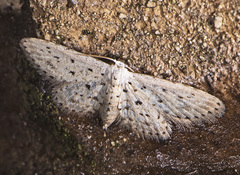 Sigela basipunctaria