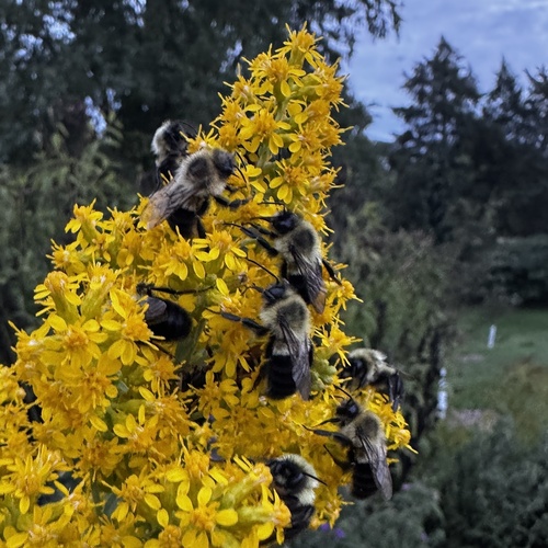 Common Eastern Bumble Bee