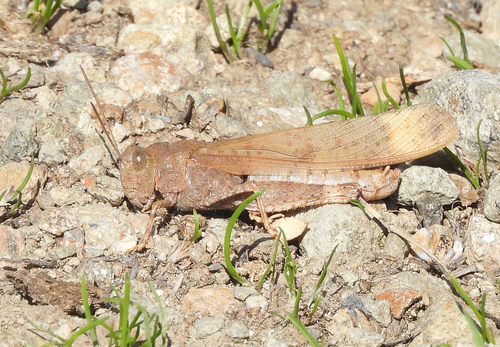Carolina Grasshopper