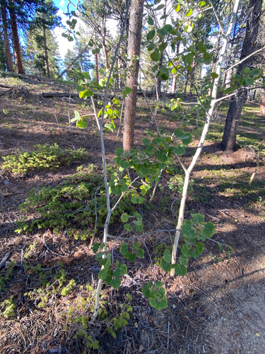 quaking aspen