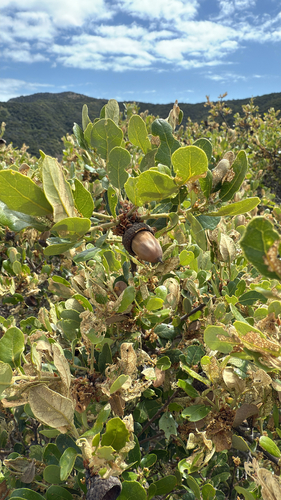 Quercus pacifica