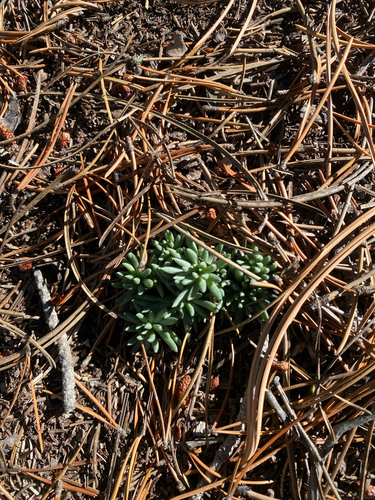 Lanceleaf Stonecrop