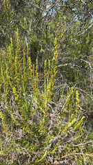 Adenostoma fasciculatum, photograph (c) Devon Bradley, some rights reserved (CC BY)