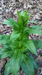 Frasera caroliniensis