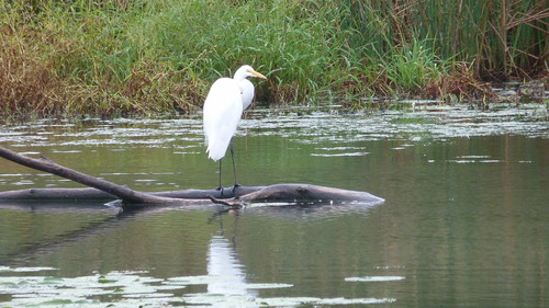 Great Egret