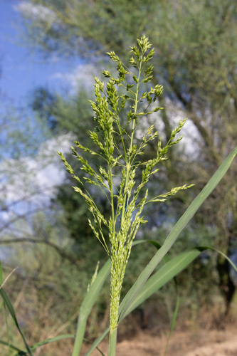 blue panic grass