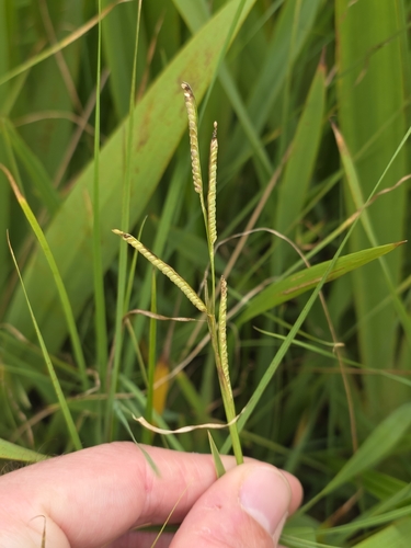 Paspalum scrobiculatum observed 2026-09-21