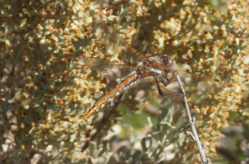 Variegated Meadowhawk