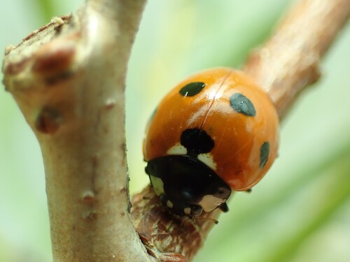 Seven-spotted Lady Beetle